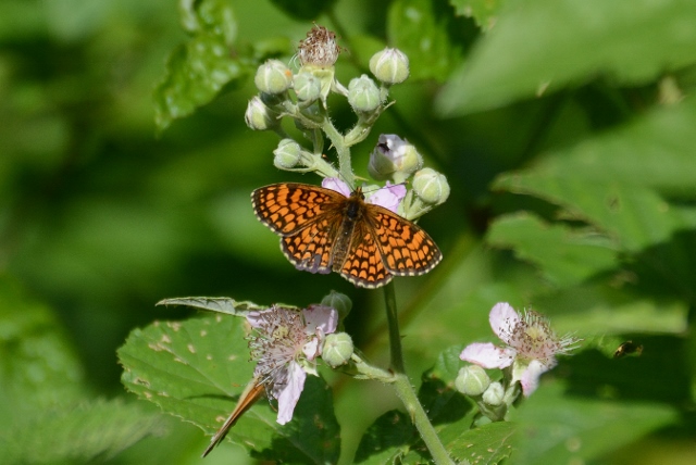 Melitaea athalia ?